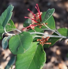 Grevillea oxyantha subsp. oxyantha at Tennent, ACT - 10 Sep 2018 12:18 PM