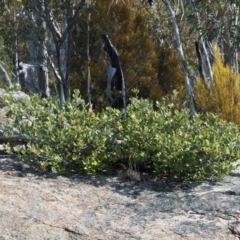 Grevillea oxyantha subsp. oxyantha at Tennent, ACT - 10 Sep 2018 12:18 PM