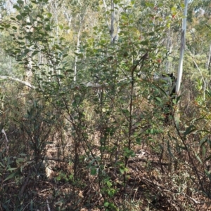 Grevillea oxyantha subsp. oxyantha at Tennent, ACT - 10 Sep 2018