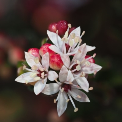 Leionema lamprophyllum subsp. obovatum (Shiny Phebalium) at Tennent, ACT - 10 Sep 2018 by KenT