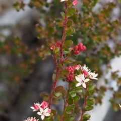 Leionema lamprophyllum subsp. obovatum at Tennent, ACT - 10 Sep 2018