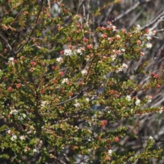 Leionema lamprophyllum subsp. obovatum at Tennent, ACT - 10 Sep 2018