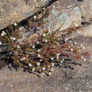 Leionema lamprophyllum subsp. obovatum at Tennent, ACT - 10 Sep 2018