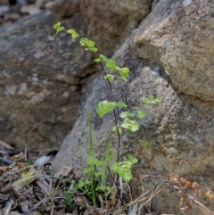 Adiantum aethiopicum (Common Maidenhair Fern) at Lower Cotter Catchment - 2 Oct 2018 by KenT