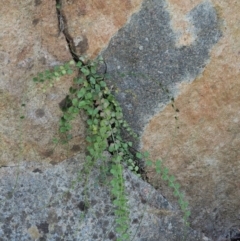 Asplenium flabellifolium at Cotter River, ACT - 2 Oct 2018