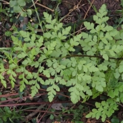 Cheilanthes austrotenuifolia (Rock Fern) at Cotter River, ACT - 2 Oct 2018 by KenT