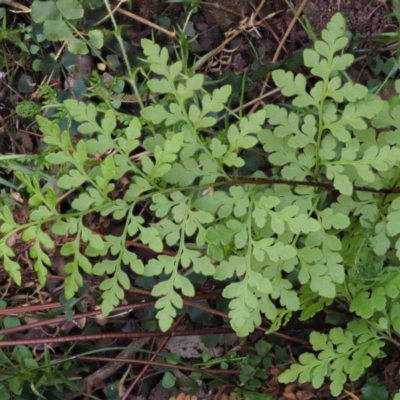 Cheilanthes austrotenuifolia (Rock Fern) at Cotter River, ACT - 1 Oct 2018 by KenT