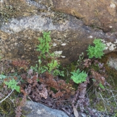 Cheilanthes austrotenuifolia at Cotter River, ACT - 2 Oct 2018