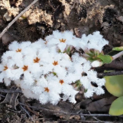 Leucopogon virgatus (Common Beard-heath) at Lower Cotter Catchment - 2 Oct 2018 by KenT