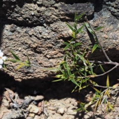 Leucopogon virgatus at Cotter River, ACT - 2 Oct 2018