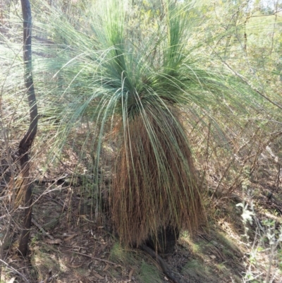 Xanthorrhoea glauca subsp. angustifolia (Grey Grass-tree) at Lower Cotter Catchment - 1 Oct 2018 by KenT