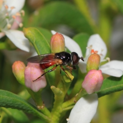 Psilota rubra (Red-tailed hoverfly) at Acton, ACT - 2 Oct 2018 by TimL