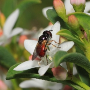 Psilota rubra at Acton, ACT - 2 Oct 2018