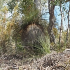 Xanthorrhoea glauca subsp. angustifolia (Grey Grass-tree) at Uriarra Village, ACT - 2 Oct 2018 by KenT