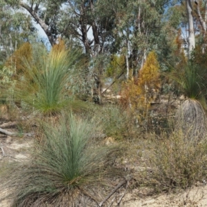 Xanthorrhoea glauca subsp. angustifolia at Uriarra Village, ACT - 2 Oct 2018