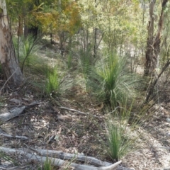 Xanthorrhoea glauca subsp. angustifolia at Uriarra Village, ACT - 2 Oct 2018