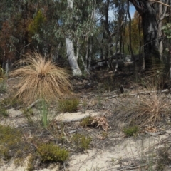 Xanthorrhoea glauca subsp. angustifolia at Uriarra Village, ACT - 2 Oct 2018