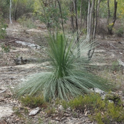 Xanthorrhoea glauca subsp. angustifolia (Grey Grass-tree) at Cotter River, ACT - 2 Oct 2018 by KenT