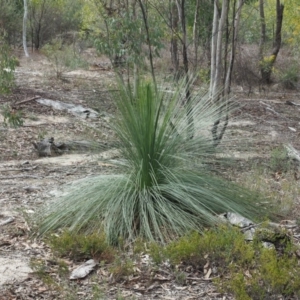 Xanthorrhoea glauca subsp. angustifolia at Cotter River, ACT - 2 Oct 2018