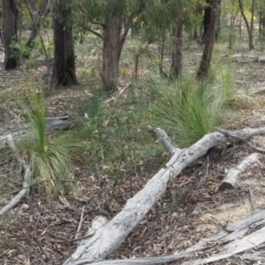 Xanthorrhoea glauca subsp. angustifolia at Cotter River, ACT - 2 Oct 2018