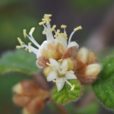 Pomaderris betulina subsp. betulina (Birch Pomaderris) at Lower Cotter Catchment - 2 Oct 2018 by KenT