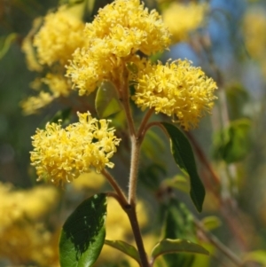 Pomaderris intermedia at Cotter River, ACT - 2 Oct 2018