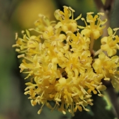 Pomaderris intermedia at Cotter River, ACT - 2 Oct 2018