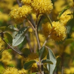 Pomaderris intermedia at Cotter River, ACT - 2 Oct 2018