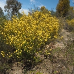 Pomaderris intermedia at Cotter River, ACT - 2 Oct 2018