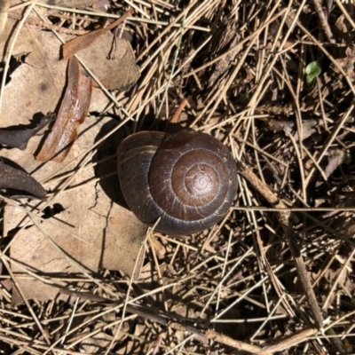 Sauroconcha gulosa (Illawarra Forest Snail) at Broughton Vale, NSW - 1 Oct 2018 by Nivlek