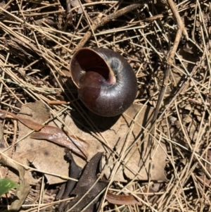 Sauroconcha gulosa at Broughton Vale, NSW - 1 Oct 2018