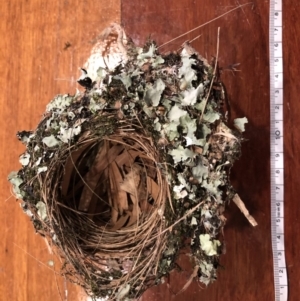 Eopsaltria australis at undefined - 1 Oct 2018 05:56 PM