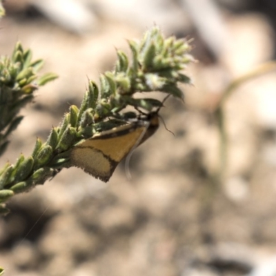 Philobota undescribed species near arabella (A concealer moth) at Aranda Bushland - 2 Oct 2018 by AlisonMilton