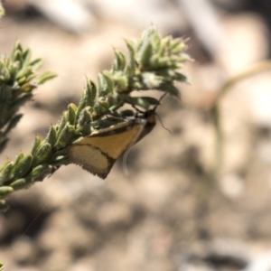 Philobota undescribed species near arabella at Aranda, ACT - 2 Oct 2018