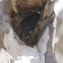 Apis mellifera (European honey bee) at Aranda Bushland - 2 Oct 2018 by AlisonMilton