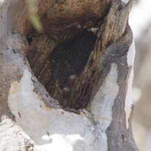 Apis mellifera at Dunlop, ACT - 2 Oct 2018 12:50 PM