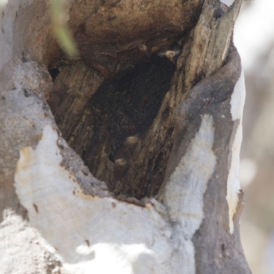 Apis mellifera (European honey bee) at Dunlop, ACT - 2 Oct 2018 by AlisonMilton