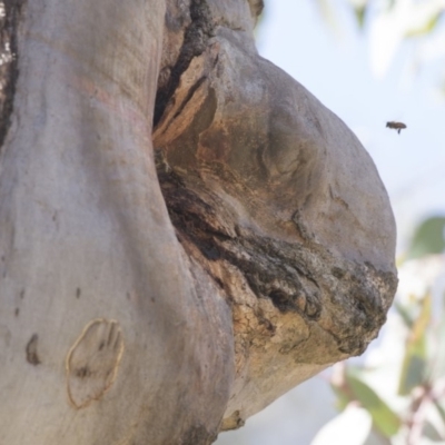 Apis mellifera (European honey bee) at Dunlop, ACT - 2 Oct 2018 by AlisonMilton