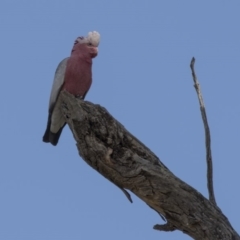 Eolophus roseicapilla (Galah) at Dunlop, ACT - 2 Oct 2018 by Alison Milton