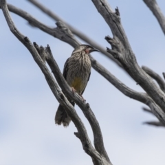 Anthochaera carunculata (Red Wattlebird) at Cook, ACT - 2 Oct 2018 by Alison Milton