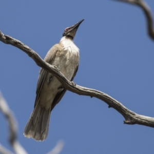 Philemon corniculatus at Cook, ACT - 2 Oct 2018