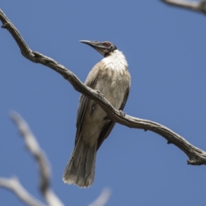 Philemon corniculatus at Cook, ACT - 2 Oct 2018 01:59 PM