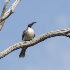 Philemon corniculatus at Cook, ACT - 2 Oct 2018