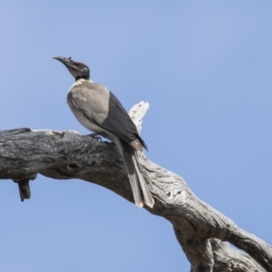 Philemon corniculatus at Cook, ACT - 2 Oct 2018 01:59 PM