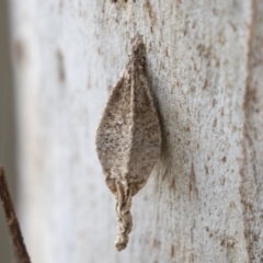 Hyalarcta nigrescens (Ribbed Case Moth) at Mount Painter - 2 Oct 2018 by Alison Milton