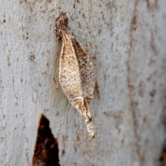 Hyalarcta nigrescens at Cook, ACT - 2 Oct 2018