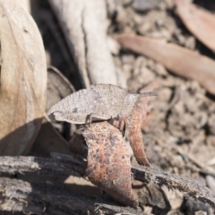 Goniaea sp. (genus) (A gumleaf grasshopper) at Aranda, ACT - 2 Oct 2018 by Alison Milton