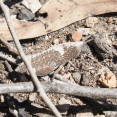 Goniaea sp. (genus) (A gumleaf grasshopper) at Aranda Bushland - 2 Oct 2018 by AlisonMilton