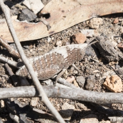 Goniaea sp. (genus) (A gumleaf grasshopper) at Point 64 - 2 Oct 2018 by AlisonMilton