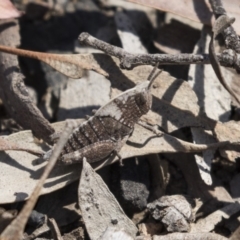 Goniaea sp. (genus) at Aranda, ACT - 2 Oct 2018